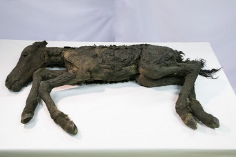 「マンモス展」で世界初公開される４２,０００年前の「古代仔ウマ」の完全体冷凍標本