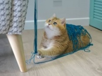 猫の手も借りたかったので、毛糸巻き巻きを手伝ってもらった。結局やっぱりこうなった。
