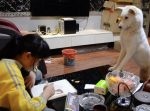 「ちゃんとやってる？」　娘の宿題をジッと見張るワンちゃん。