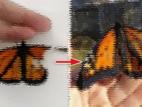 羽が欠けた状態で生まれてきた蝶々、死んだ蝶々の羽を利用して修復に成功！（※蝶と幼虫出演中）
