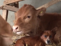 大親友の牛が売られることに。悲しみで涙を流す犬だったが、それを見かねた飼い主が