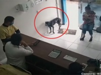 足を引きずった病気の野良犬が、人間に助けてもらおうと動物病院にやって来る（ブラジル）