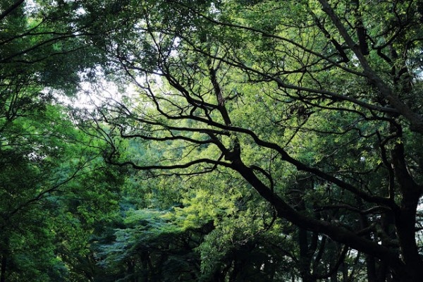 代々木公園