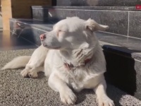 飼い主の乗った救急車を追いかけ、退院するまで病院の前で待ち続けた犬。6日後の再会の喜びっぷりに涙（トルコ）