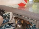 主人がボールを持つと顔が変わる犬がキュートすぎ！