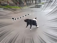 ウィィ～ン！これほどまでに石で楽しく遊ぶ犬を見たことがあっただろうか？