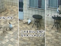 ブツが届いたぞ！配達物を家の中に必死で運び入れる猫