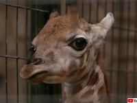 キリンの赤ちゃんが初めてのお外、おっかなびっくりに最初の1歩を踏み出す