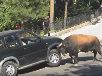 スペインの猛牛 VS SUV車！？　異次元の対決が実現！