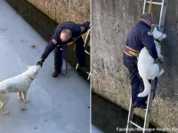 凍った浄水池に落ちた犬を救いだした消防士。必要なのは賄賂と忍耐、上腕二頭筋だった