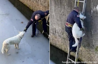 凍った浄水池に落ちた犬を救いだした消防士。必要なのは賄賂と忍耐、上腕二頭筋だった