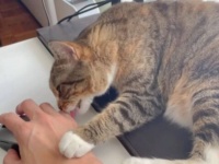 あるある過ぎる！「お願い、仕事をさせてください！」猫のいるおうちで在宅ワークをしようとするとこうなる件