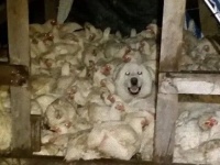 ニワトリ小屋に同系色（カモフラージュ）された異種動物が入り込んだだとう？！ニワトリと一緒に寝ようとする犬に関しての海外の反応