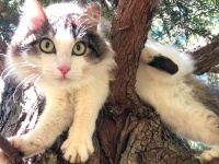 猫ズ「いいから早く迎えに来るニャ！」高い木の上で助けを待つ猫たち