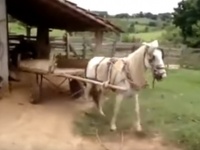 ロシアで車庫入れが上手すぎる馬が話題に