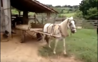 ロシアで車庫入れが上手すぎる馬が話題に