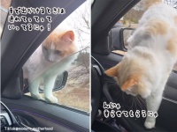 ドライブ好きな猫、飼い主が車にいると「おいらも乗せろ」と駆け寄ってくる