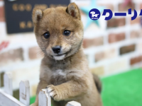 有限会社 Coo&amp;RIKUのプレスリリース画像