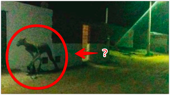 何がフュージョンしたのか？「半獣半人」っぽい謎の巨大生物が目撃され波紋を呼ぶ（アルゼンチン）※追記あり