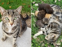 人になれるのを良しとしなかった野良猫が、1人の女性に心を開き、生まれたばかりの我が子の元へと案内するまで