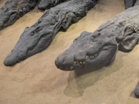 ワニのミイラが明かす古代エジプトのワニ信仰。崇拝の一方で野生のワニが生贄にされていた