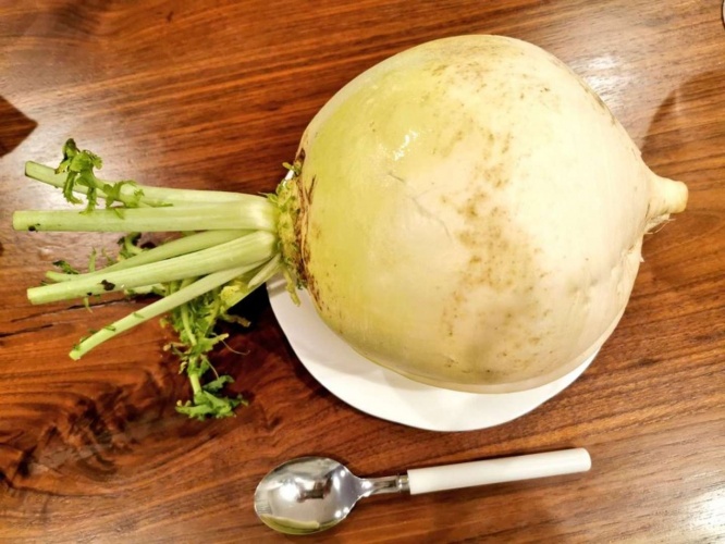 ずんぐり丸く、苦みが少ない「聖護院大根」（写真はまよにゃんさん提供）