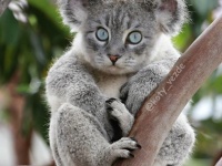あらゆる動物を猫化するプロジェクトがインスタグラムで展開されている件