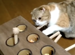 なかなか叩けない…。モグラ叩きゲームをする猫がじわじわ来る可愛さ。