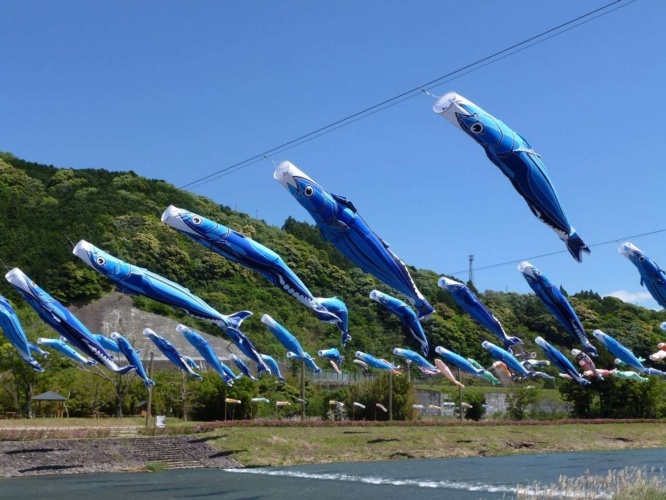 カツオと鯉の共演だ（画像は黒潮町役場提供）