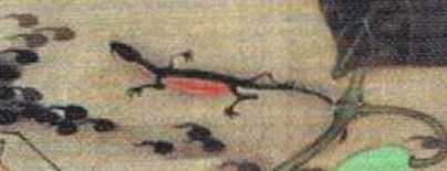『動植綵絵』“池辺群虫図”（イモリ部分）画：伊藤若冲