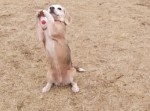 前足でボールをキャッチできちゃうスーパー犬が日本にいた！？