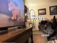 ライオンキングの父の最期のシーンを見て悲しみの声を上げる犬