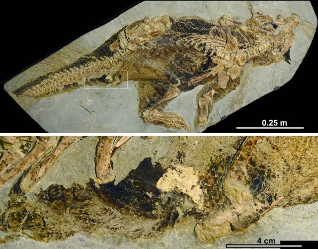 プシッタコサウルスの標本