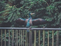 まさに奇跡のワンショット...！　深い緑の中、一休みする野鳥が神々しすぎて「伝説みたい」