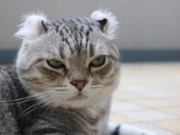 猫は少なくとも人間を人間と認識していない。むしろ同等と思っているふしがある（英研究）