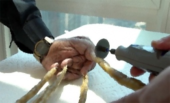 一番長い爪で2メートル近く！「世界で最も長い片手の爪」を持つ男性、66年ぶりに爪切り（長爪注意）
