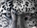 檻の中で暮らす動物たちは言葉を発しない。