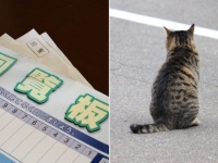 回覧板に「野良猫問題について」（画像はイメージ）