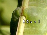 肉球レベル？脚だけ見れば相当かわいい、芋虫が小枝をつかむその脚にズームイン（※芋虫出演中）