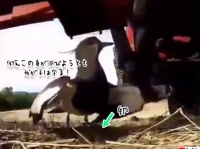 絶対に守る！トラクターが通る真下で翼を広げ卵を保護しようとする母鳥の強さ