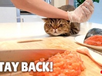 7匹の猫ズ「美味しいニャ！最高ニャ！」と飼い主さんの手料理に舌鼓を打つ