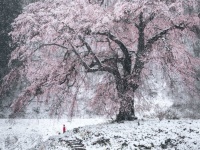 群馬県で、冬と春が重なった　「満開シダレザクラの雪化粧」が神々しいほど美しい