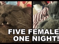 ペットホテルで一夜を過ごしたオス猫。ハーレム状態で5匹のメス猫を抱き、精魂尽き果て点滴を受ける（中国）