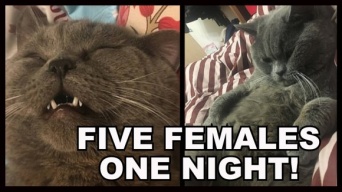 ペットホテルで一夜を過ごしたオス猫。ハーレム状態で5匹のメス猫を抱き、精魂尽き果て点滴を受ける（中国）