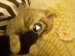 ガブリして、おやすみ！　飼い主の足を噛んだまま寝ちゃう子猫