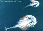 貴重映像！　ドローンが地球最大の生物『シロナガスクジラ』の捕食シーンを撮影