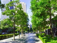 街路樹や公園の木を意識して眺めるだけでもメンタルヘルスが改善するとする研究結果
