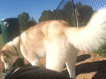 「こんな感じで見えるのか…」 犬になった気分が味わえる視点動画