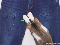 にゃるほど簡単。猫式ダメージジーンズの作り方【ライフハック】
