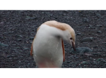 白いペンギン！？南極で発見され、動いてる姿が可愛すぎる！！